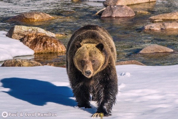 Banff Wildlife During December